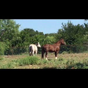 Meet your Posher, Lori